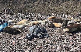 Çubuk'ta onlarca sokak köpeği ölüsü bulundu