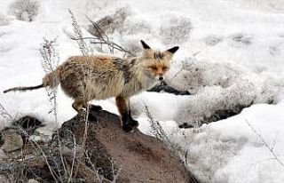 Eriyen karlar yaban hayvanlarını zorluyor