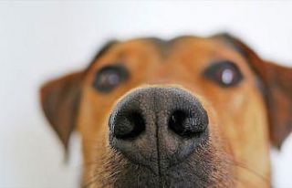 Köpekler kan örneğinde kanseri koklayarak tespit...