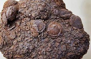 50 milyon yıllık fosil Diyarbakır'da sergileniyor