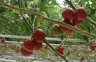 Batı Akdeniz 4 ayda 62 milyon dolarlık domates ihraç...