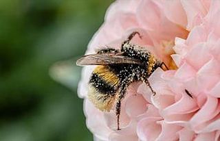 Polenleyicilerin baş aktörü arıların yüzde 40'ı...