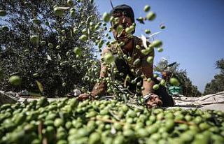 Gazze'de zeytin hasadı başladı