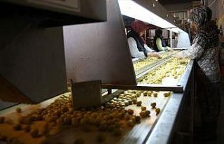 Zeytin ihracatı 142 milyon dolara ulaştı