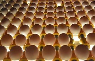 Irak'ın yumurta ithalatı yasağı Suriye ve Kuveyt'e...