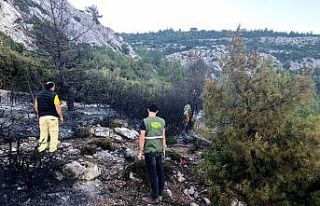 Ezine'de 2 dönüm ormanlık alan yandı