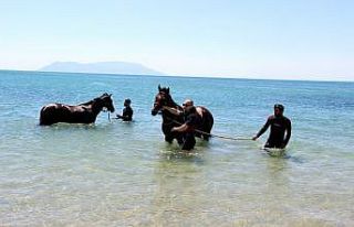 Şampiyon atlar Saros Körfezi'nde 