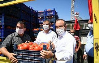 AK Parti Grup Başkanvekili Turan, domates hasat şenliğine...