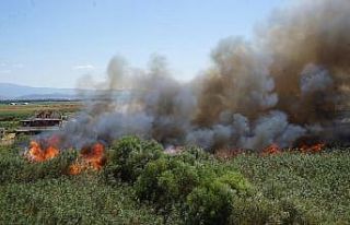 Balıkesir'de sazlık alanda yangın çıktı