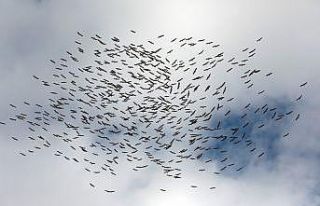 Kırklareli'nde yüzlerce leyleğin göç yolculuğu...