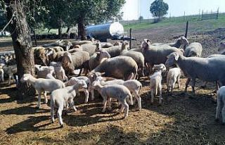 Bursa'da telef olan koyunların ölümüyle ilgili...