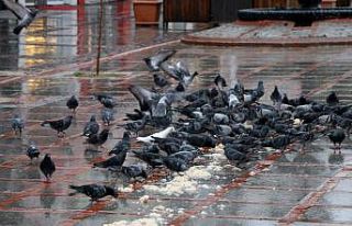 Belediye personeli, kısıtlamada meydanlardaki güvercinleri...