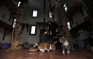 Bursa'da sahipsiz kediler “villa“daki sobanın...