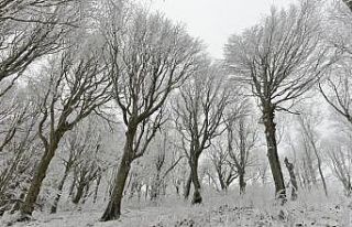 Buzla kaplanan Istranca Ormanları'ndaki ağaçlar...