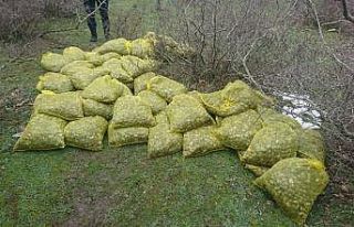 Edirne'de kaçak toplanan 750 kilogram kum midyesi...