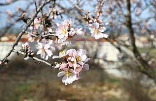 Edirne'de yalancı bahara aldanan ağaçlar çiçek...