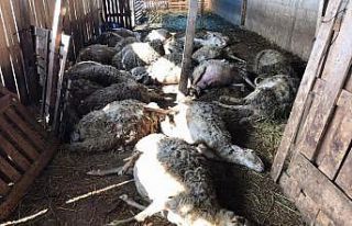 Kırklareli'nde bir ağıldaki telef olan 27 koyun...