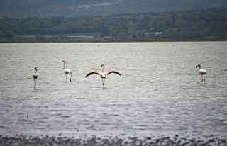 Tarihi Gelibolu Yarımadası flamingolarla ayrı bir...