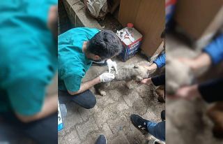 Edirne'de bir köpeğin sokakta tüfekle öldürülmesine...
