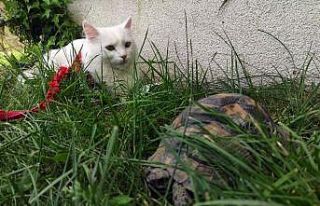 Kaplumbağa gören Van kedisinin şaşkınlığı
