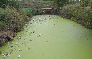 Edirne'de kirlilikle gündeme gelen tahliye kanalında...