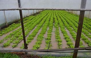 Çanakkale'de şiddetli yağış nedeniyle tarım...