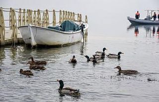 Bakan Pakdemirli, 50 yaban ördeğini Uluabat Gölü'ne...