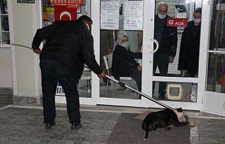Edirne'de saldırdığı kediyi telef eden yasaklı...
