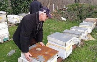 Yüzlerce arı nosema hastalığı nedeniyle telef...