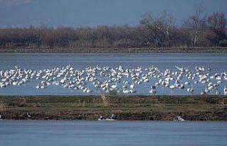 Gala Gölü Milli Parkı'nda kuş türü tespit...