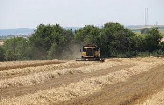 Edirne'de buğday hasadı devam ediyor