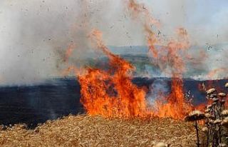 Çıkan yangında buğday ekili 300 dönüm alan zarar...
