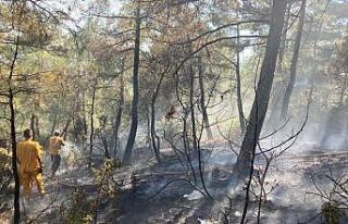 Balıkesir'de çıkan orman yangını söndürüldü