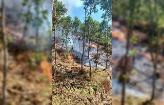 Çanakkale'de çıkan orman yangınına müdahale...