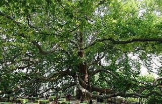 Kültürel miras anıt ağaçların korunması çalışmaları...