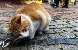 Balık Pazarı'nın müdavimi sevimli kedi “Limon“,...