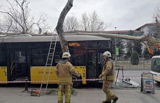 Fatih'te İETT otobüsü yol kenarındaki ağaca...