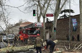 Beşiktaş'ta fırtına nedeniyle çınar ağacı...