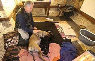 Kırklareli'nde Cane Corso cinsi köpek 14 yavru...