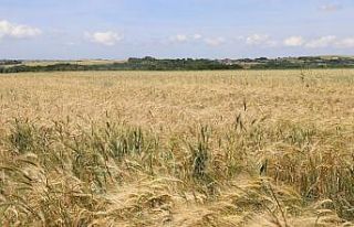 Buğday ve arpa fiyatları Trakya çiftçisinin beklentisini...