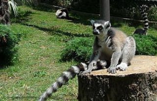 Kocaeli'deki hayvanat bahçesinde “lemur besleme...