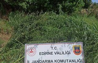 Edirne'de mısır tarlasına ekilen 26 bin 500...