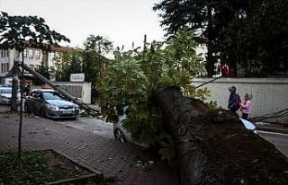Bursa'da lodos nedeniyle ağaç ve elektrik direği...
