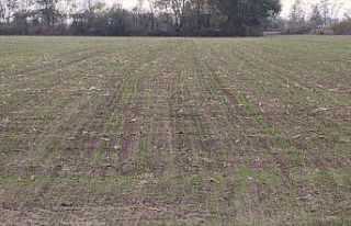 Trakya'da etkili olan yağışlar buğday tohumlarının...