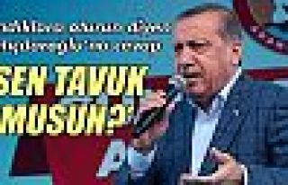 Erdoğan'dan Kılıçdaroğlu’na, 'tavuk musun?'