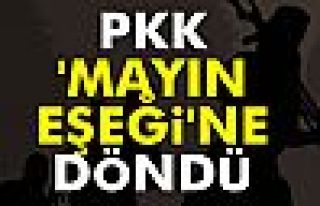 PKK Mayın Eşeğine Döndü!