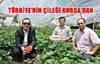 Türkiye'nin Çileği Bursa'dan