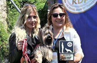Bursa'da ırklarında en iyi köpekler yarıştı