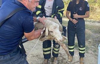 Kanalizasyona düşen koyun kurtarıldı