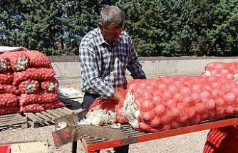 Bandırma'dan 28 ülkeye soğan tohumu ihraç ediyorlar